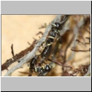 Crossocerus sp - Grabwespe 12c 6mm Paarung - Sandgrube Niedringhaussee.jpg